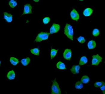 PSME2 Antibody