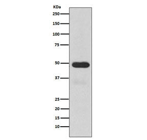 CYP3A4 Antibody