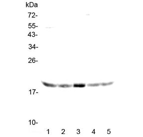 GADD45G Antibody