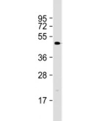 DEDD2 Antibody