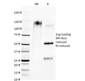 CTLA-4 Antibody / CD152