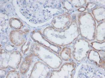 Biotin / Vitamin B7 / Vitamin H Antibody