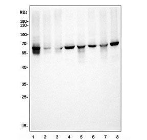 Elongator complex protein 3 Antibody / ELP3 / KAT9