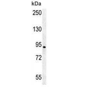 AXIN2 Antibody