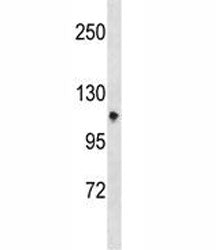 Integrin alpha 7 Antibody