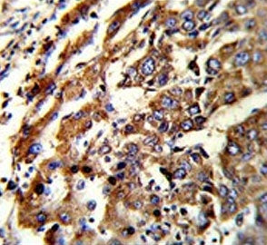 ERP29 Antibody