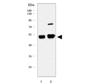 Western blot testing of 1) rat heart and 2) mouse heart tissue lysate with Tead3 antibody. Predicted