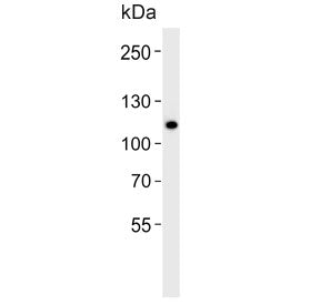 CARD6 Antibody