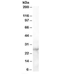 MBL2 Antibody