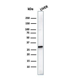 Prohibitin Antibody / PHB