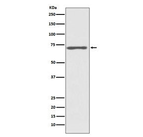 Raf1 Antibody / c-Raf