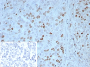 PAX4 Antibody