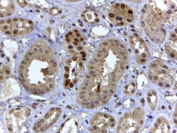 HIF3A Antibody