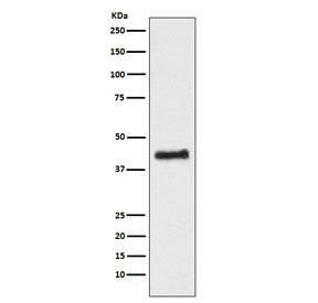 Western blot testing of human HEK293 cell lysate with NR2F1 antibody. Predicted molecular weight ~46