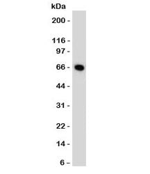 Estrogen Receptor alpha Antibody