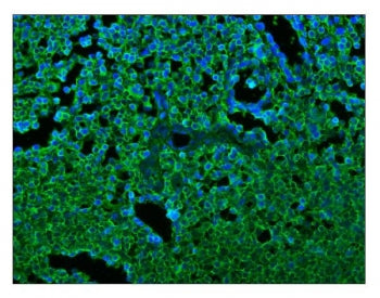Immunofluorescent staining of FFPE human tonsil tissue with CD45 antibody (green) and DAPI nuclear s