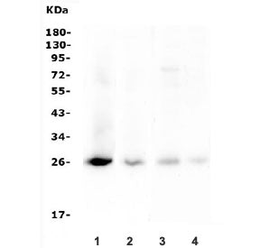 TIMP1 Antibody