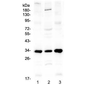 MyD88 Antibody