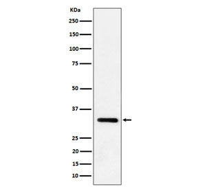 IL-33 Antibody