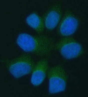 Immunofluorescent staining of FFPE human MCF7 cells with PANX1 antibody (green) and DAPI nuclear sta