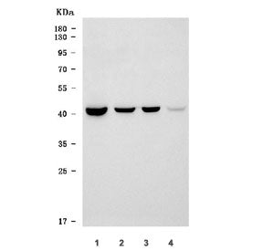Wester blot testing of 1) rat liver, 2) rat RH35, 3) mouse liver and 4) mouse small intestine tissue