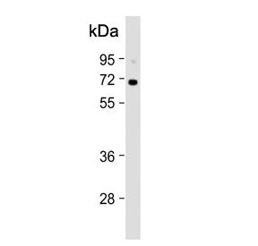 KLF11 Antibody / TIEG2