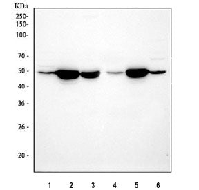 Western blot testing of 1) rat liver, 2) rat brain, 3) rat C6, 4) mouse liver, 5) mouse brain and 6)