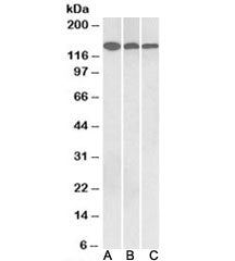 Contactin 1 Antibody