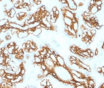 Fibrillin-1 Antibody / FBN1