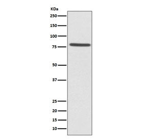 Ezrin Antibody / EZR