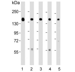 Golgi Antibody / GLG1