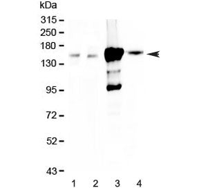 Periaxin Antibody / PRX