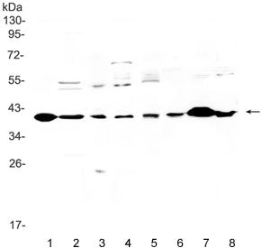 Western blot testing of 1) rat heart, 2) rat brain, 3) rat liver, 4) rat PC-12, 5) human U-87 MG, 6)