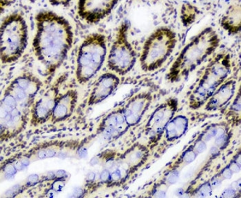 Splicing factor 1 Antibody