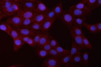 Immunofluorescent staining of FFPE human U-2 OS cells with p50 antibody (red) and DAPI nuclear stain