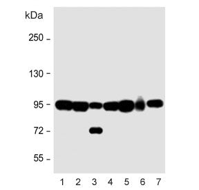 NOD1 Antibody