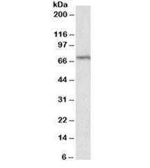 TRIF Antibody