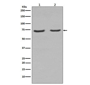 NGF Receptor Antibody / p75NTR / CD271