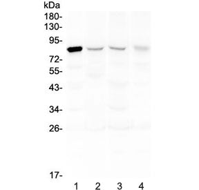 DNA Polymerase iota Antibody / POLI