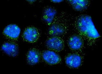 Immunofluorescent staining of FFPE human A431 cells with NAF-1 antibody (green) and DAPI nuclear sta