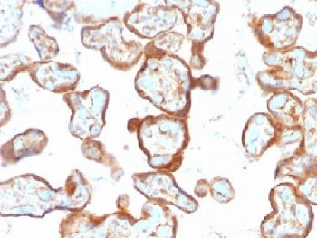 IHC testing of FFPE human placenta with Thymidine Phosphorylase antibody (clone SPM322). Required HI