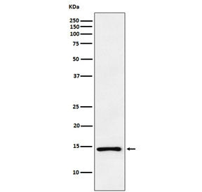 Atrial Natriuretic Peptide/Factor Antibody