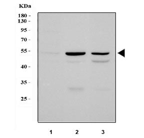 Western blot testing of 1) human HeLa, 2) rat liver and 3) mouse liver tissue lysate with PLIN1 anti