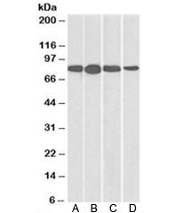 Radixin Antibody