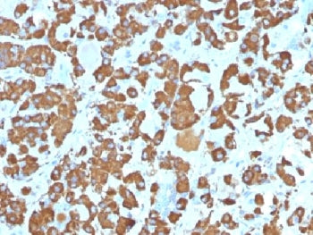 IHC testing of FFPE human pituitary gland with Growth Hormone antibody (clone SPM106). Required HIER