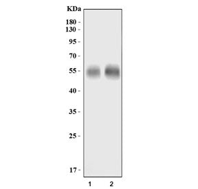 GLAST Antibody / EAAT1