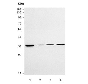 Western blot testing of 1) huma HeLa, 2) rat lung, 3) rat H9C2(2-1) and 4) mouse lung tissue lysate 