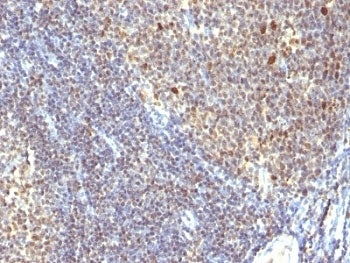 IPO-38 Antibody