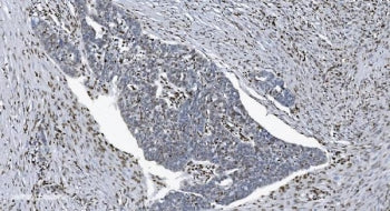 SAMHD1 Antibody