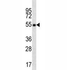 OKT4 Antibody